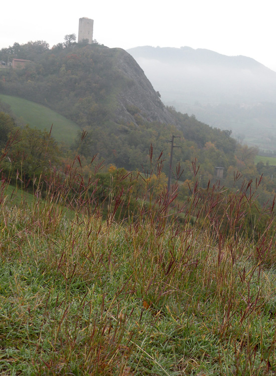 Bothriochloa ischaemum / Barboncino digitato